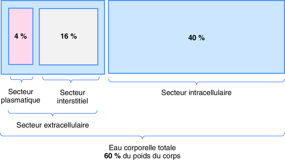 A Répartition de l’eau en fonction du poids corporel