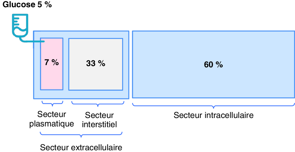 A Répartition entre les secteurs intracellulaire et extracellulaire du Glucose 5 % administré par voie IV