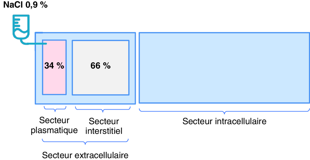 A Répartition entre les secteurs intracellulaire et extracellulaire du soluté de NaCl 0,9 % administré par voie IV