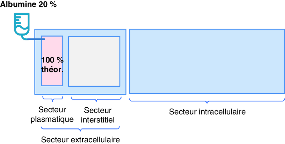 A Répartition théorique entre les secteurs intracellulaire et extracellulaire de l’albumine 20 % administrée par voie IV