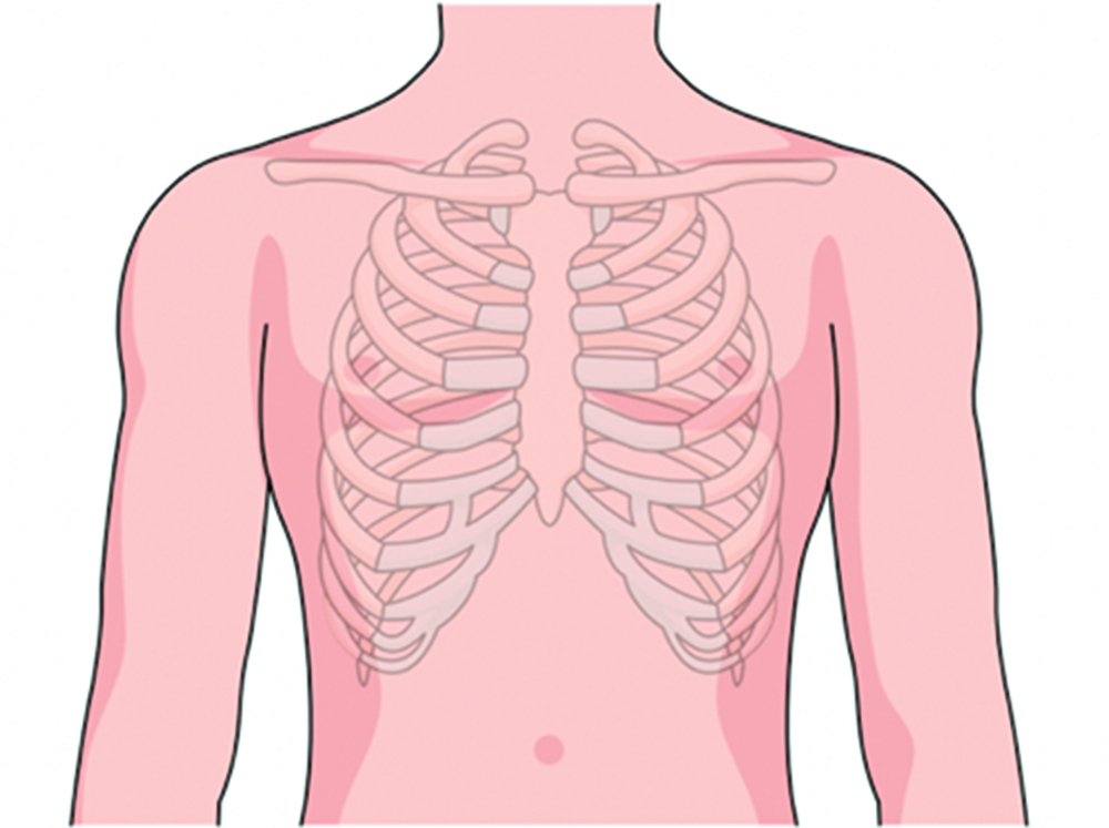Schéma d'un thorax humain de face avec cage thoracique, sans électrodes placées