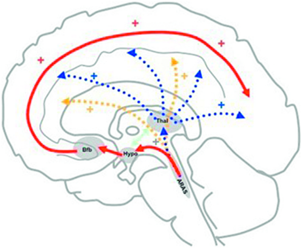 B Anatomie du système nerveux central. Éveil-vigilance