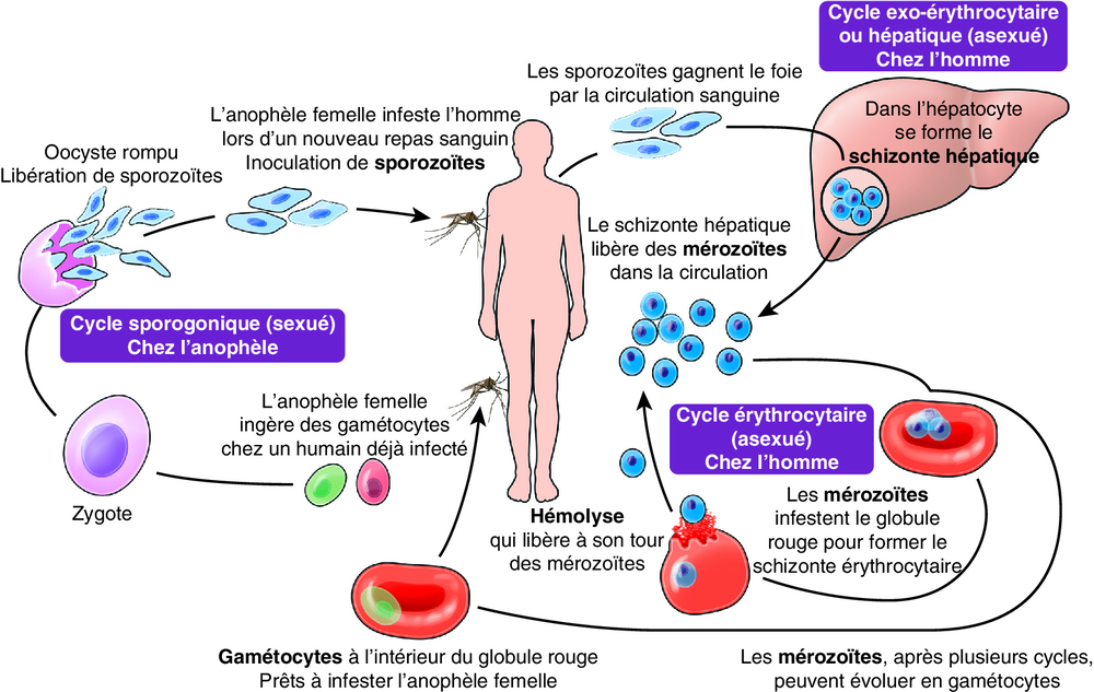 C Cycle parasitaire de Plasmodium chez l’anophèle et chez l’Homme